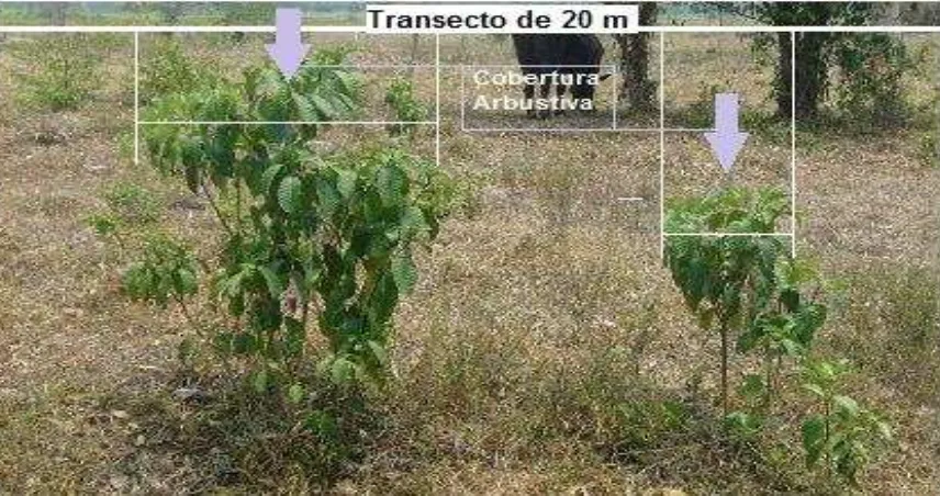 Figura 2. Representación esquemática del método de intercepción de la línea utilizado para determinar composición botánica y cobertura de vegetación arbustiva