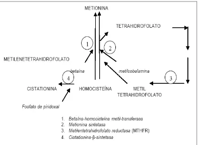 Figura 3. Rutas metabólicas generales de la formación de la homocisteína 