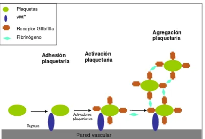 Figura 4. Adhesión plaqueta-vWF-endotelio 