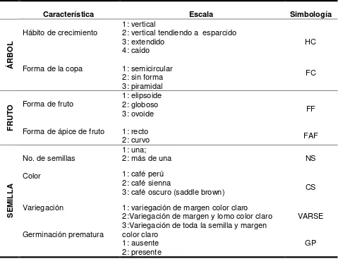 Cuadro 3. Características cualitativas utilizadas en la caracterización morfológica de 12 selecciones de zapote mamey (Pouteria sapota Jacq