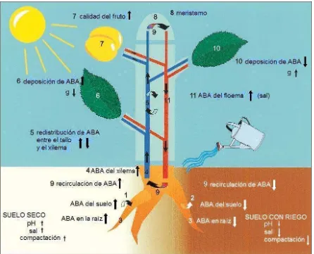 Figura 2.1. Representación del mecanismo de señalización del ABA en la planta. En el 