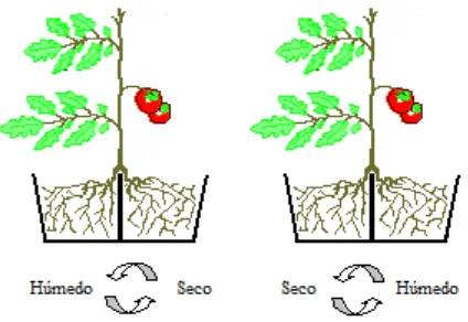 Figura 4.1. Plántula de tomate (Lycopersicon esculentum Mill.) con el sistema radical 