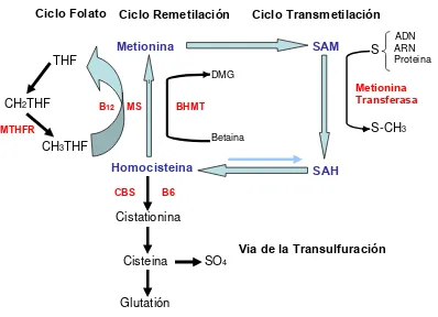 Fig. 1 Metabolismo de la Metionina  