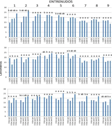 Figura 2. Longitud de entrenudos de tres poblaciones y sus progenies hasta S 3 con distinto origen ecológico (C-4026 y C-4035 = zona montañosa deTamaulipas; H-San Juan = Valles Altos); el entrenudo siete representa el superior al nudo de inserción de la ma