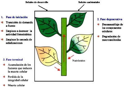 Figura 1. Tres fases de la senescencia foliar y su características fisiológicas. Las hojas de la 