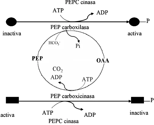 Figura 3. Reacciones catalizadas por PEPCK y PEPC y su regulación (Leegood y Walker, 