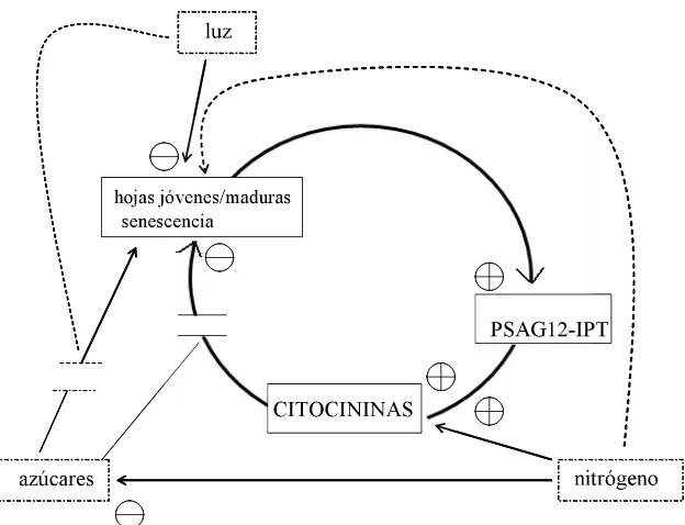 Figura 7. Interacción de las citocininas, represión de los azúcares y luz en la regulación de la 