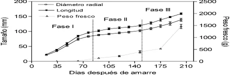 Figura 7. Crecimiento longitudinal, radial e incremento de peso fresco de frutos de chirimoya 