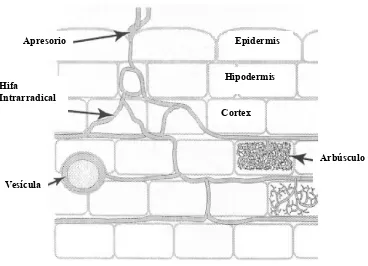 Figura 4.6. Esquema del desarrollo de hifas intramatricales y estructuras del hongo 