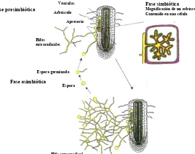 Figura 4.7. Etapas en la formación de la micorriza arbuscular (Balestrini y Lafranco, 2006)