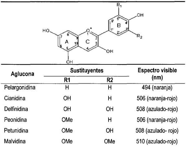 Tabla 1.2. Características estructurales y espectrales de las antocianinas dependiendo de los sustituyentes
