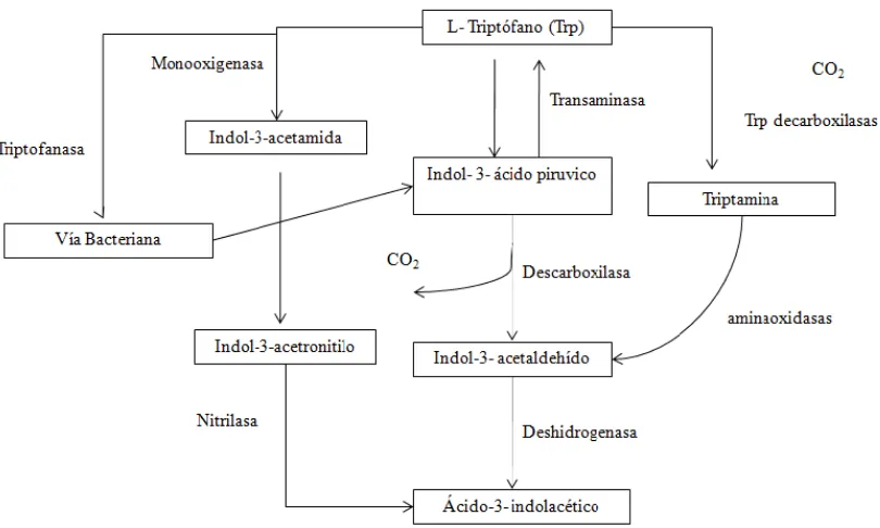 Figura 3.1 Rutas de la biosíntesis del ácido indol-3-acético, descritas en bacterias. Diagrama modificado de Jankiewicz y Acosta-Zamudio (2003)