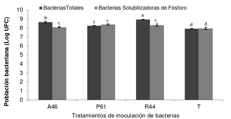 Figura 5.2. Población bacteriana presente en la rizosfera de plántulas de pepino en almácigo a los 