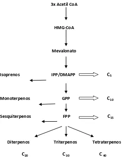 Figura 2. Sitos de biosíntesis de terpenos en plantas superiores y sus productos (Başer y Demirci 2007)