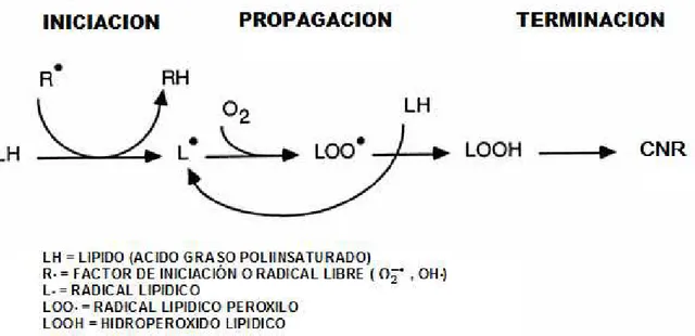 Figura 1.1. Esquema de la reacción en cadena de la peroxidación lipídica (Halliwell et al., 1995) 