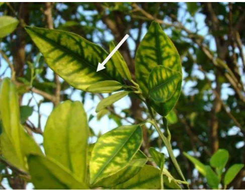 Cuadro 4. Intervalos de concentración de nutrientes suficientes para limón Persa (Benton et al., 1991)