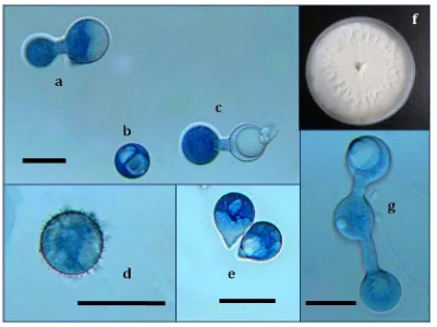 Figura 1.1. C. coronatus. a) Fotografía microscópica de la formación de un conidio secundario; b) Fotografía 