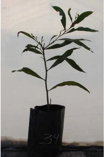 Figura B-3. Casuarina (Casuarina equisetifolia). 