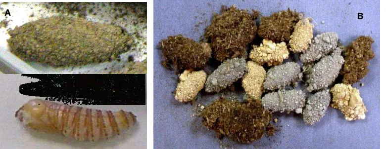 Figura 1.  A) Forma del capullo en correspondencia con la forma y dimensiones de la pupa