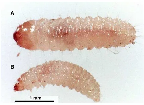 Figura 10.  A) Larva de segundo instar con un mes de 