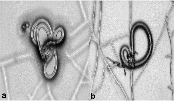 Figura 9. (a-b) Microfotografías mostrando a una larva infectante de Haemonchus contortus atrapada por los anillos tridimensionales del hongo nematófago (Duddingtonia flagrans) cepa mexicana (FTOH-8) (X10) (Fotografías originales tomadas por la autora de l