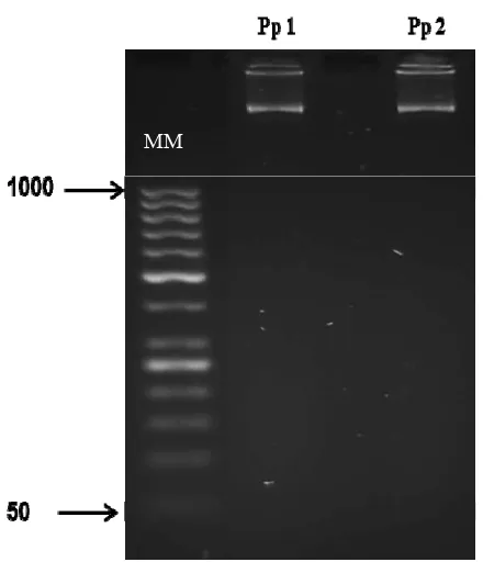 Figura 3. Visualización de ADN genómico de la bacteria bajo estudio. Gel de agarosa al 4%