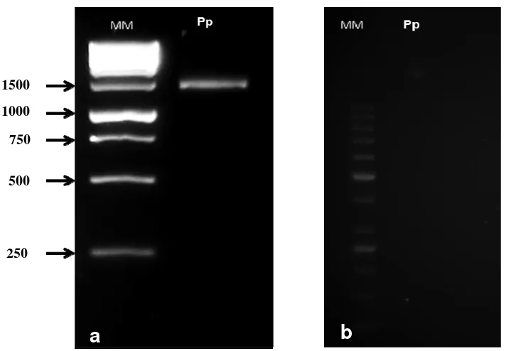 Figura 4 (a, b). a) Visualización del producto de PCR de la bacteria aislada en gel de agarosa al 4 %, b) Producto de PCR en gel de agarosa al 4% sin bromuro de etidio