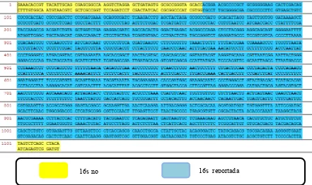 Figura 6. Secuencia de la bacteria bajo estudio, marcando la región amplificada por la técnica de PCR
