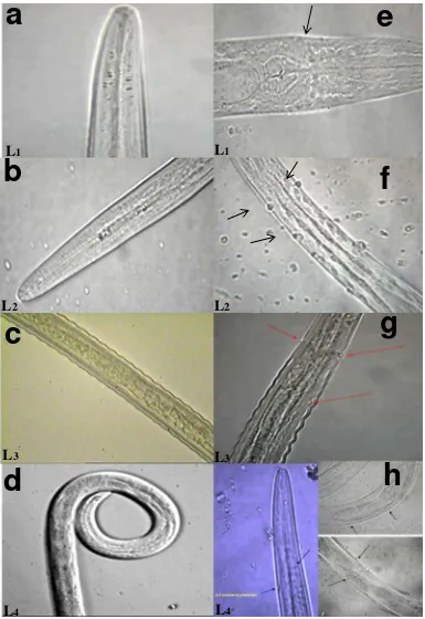 Figura 9. Microfotografías mostrando el aspecto de diversos estadios evolutivos (L1del nematodo tratado con esporas de la bacteria , L2, L3, y L4) Haemonchus contortus
