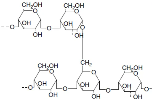 Figura 5. Estructura química de la amilopectina (Bemiller y Whistler, 2009). 