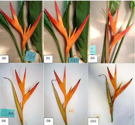 Figura 3.7. Cambios de la coloración de inflorescencias de tallos florales de H. psittacorum H.R.-82 µmolmL
