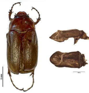 Figura 25. Adulto y edeago de Phyllophaga ravida (Blanchard, 1850). 