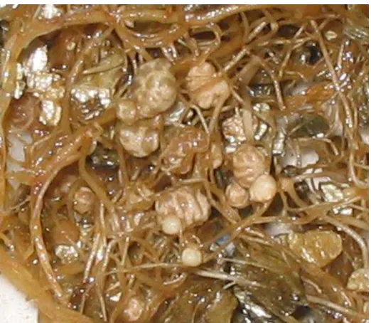Figura 5. Nódulos de raíz de planta de frijol 