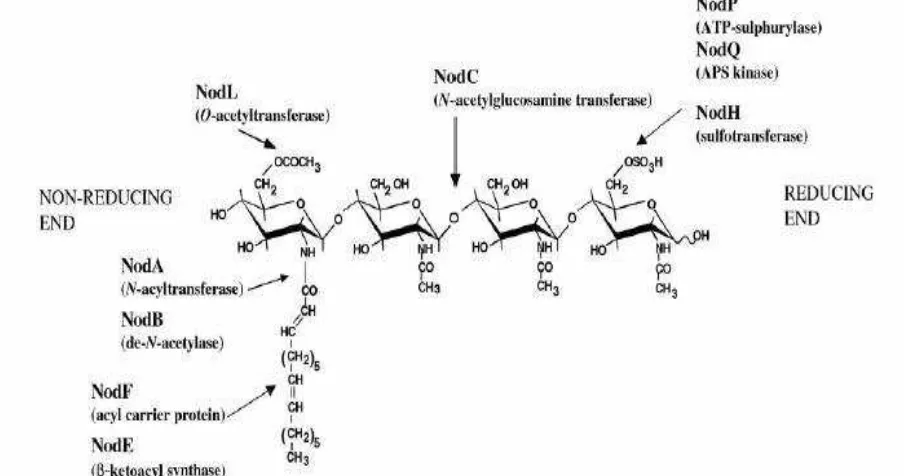 Figura 10. Estructura de los lipo-quito-oligosacáridos (LCOs) o Factores Nod y la actividad de cada proteína Nod (Tomado de Oldroyd y Downie, 2008)