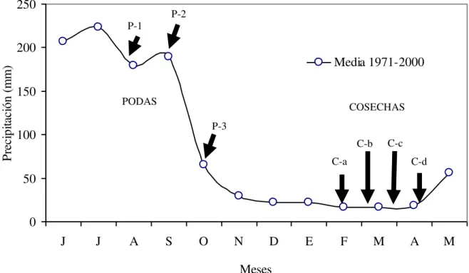 Figura 1. Esquema de las fechas de podas y cosechas durante el experimento con base en la  curva de precipitación en la zona de estudio (CONAGUA, 2008)