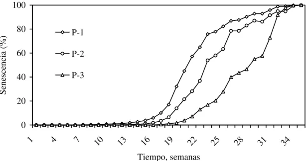 Figura 7. Hoja senescente acumulada de árboles de Guazuma ulmifolia Lam. podados en  tres momentos de la época de lluvias (P-1, P-2 y P-3) en un periodo de 35 semanas
