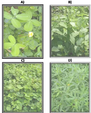 Figura 1. Arachis pintoi (A), Centrosema macrocarpum (B), Pueraria phaseoloides (C), Stylosanthes guianensis (D)