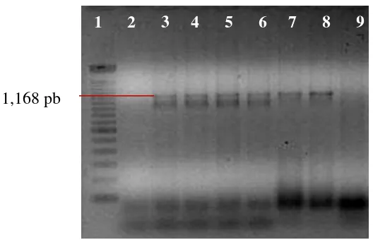 Figura 3.- Productos amplificados mediante PCR con los iniciadores OA2 y OI2c a Marcador de peso molecular 100 pb (Invitrogen®); 2, Planta asintomática; 3, hoja partir de tejido de Capsicum annuum L