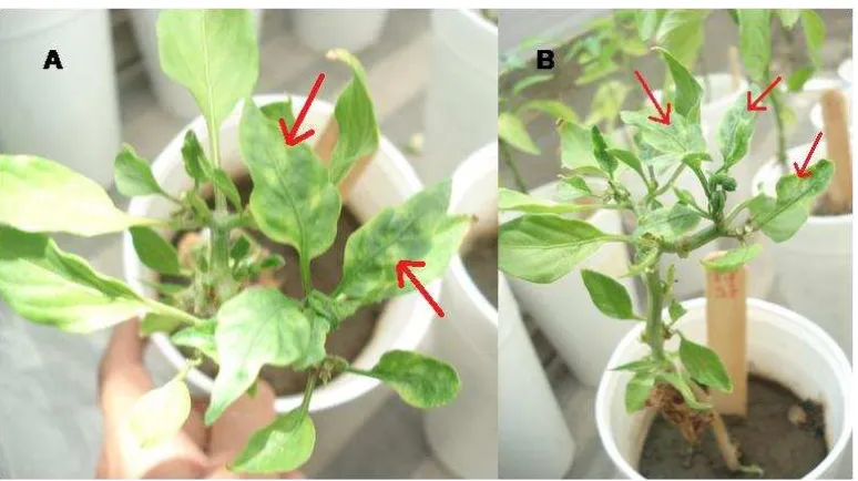 Fig. 5. Plantas injertadas (A y B) mostrando variegado a los 90 días después de la 