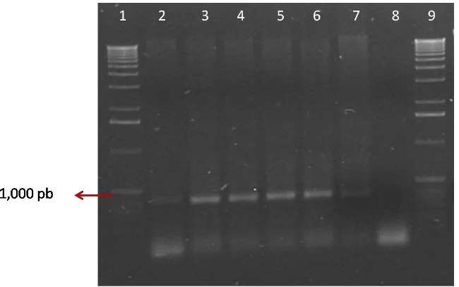 Figura 7.- PCR con los iniciadores OA2 y OI2c de plantas de chile inoculadas con 