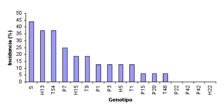 Figura 4. Incidencia de Fusarium sp en genotipos criollo riñón (testigo), comparado con el genotipo comercial Río Grande en campo