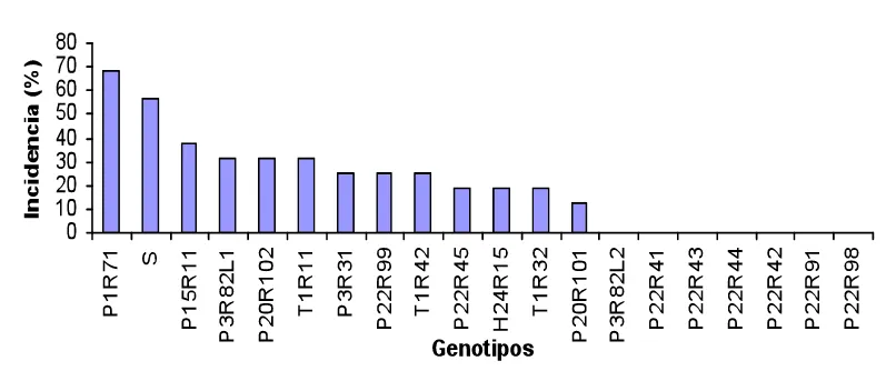Figura 5. Incidencia de Phytophthora sp en genotipos seleccionados a partir de jitomate riñón de Puebla, Hidalgo y Tabasco, comparado con el genotipo comercial Río Grande (S)