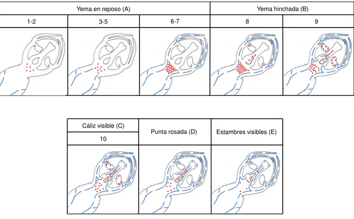 Figura  5.  Secuencia  de  la  vascularización  y  aparición  de    granos  de  almidón  en  los  estados  fenológicos  (A,  B,  C,  D,  E)  y  las  etapas  del  desarrollo  anatómico  (1-10)  de  yemas  florales  observada en  cuatro variedades de durazne