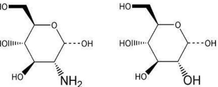 Figura 8. Estructura de la quitina y el quitosano 