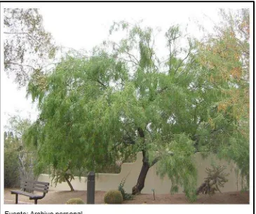 Figura 3. Planta de Mezquite 