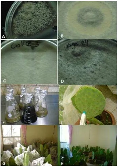Figura 4. Tipos de micelio obtenidos de colectados en campo. (A) Cepa de color gris/crema
