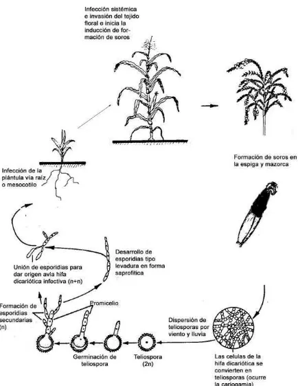 Figura 3. Ciclo de vida de Sporisorium reilianum f. sp. zeae en maíz. Tomado y modificado de Kahmann y Kämper (2004)
