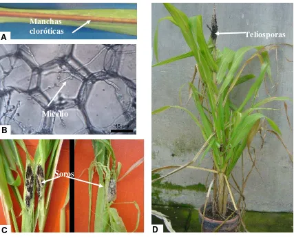Figura 2. Material vegetal con síntomas y signos del carbón de la espiga del maíz causado por Sporisorium reilianum f