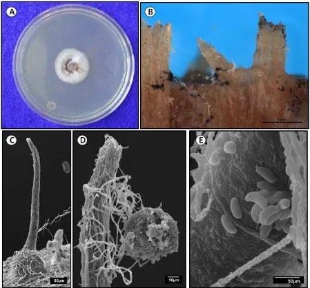 Figura 3 harmatriz gelatinosa. barrido) de al 2% a los 15 días. . Características culturales y microscópicas (microscopia de luz y microscopia de Ophiostoma angusticollis