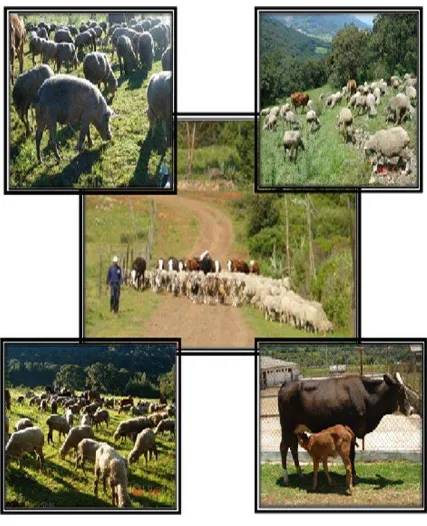 Figura 9. Fotografía de la manada en pastoreo en diferentes áreas, arreo y estancia en corrales en el campo experimental del CEIEPASP en Chapa de Mota